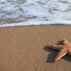 The Starfish Story Curmudgeon