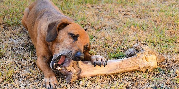 dog with a bone